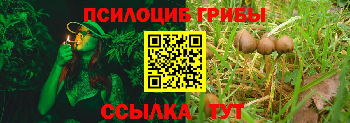 Галлюциногенные грибы Psilocybe  Псилоцибиновые грибы Psilocybine cubensis  Северобайкальск  Вход с VPN 